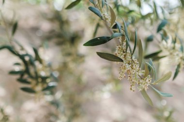 Olive Branches With Small Buds