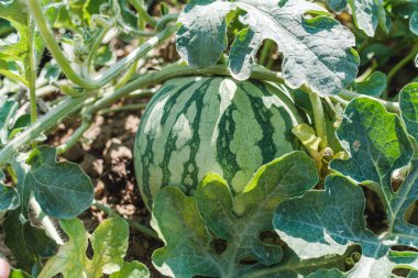 Green watermelon growing in the garden. A large striped watermelon grows in the garden bed.