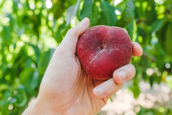Human hand holding a flat peach. Blurred background with leaves green leaves.