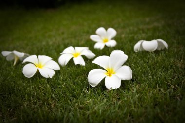 witte frangipani op groen gras
