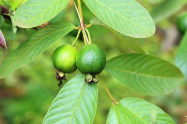 Genç yeşil guava