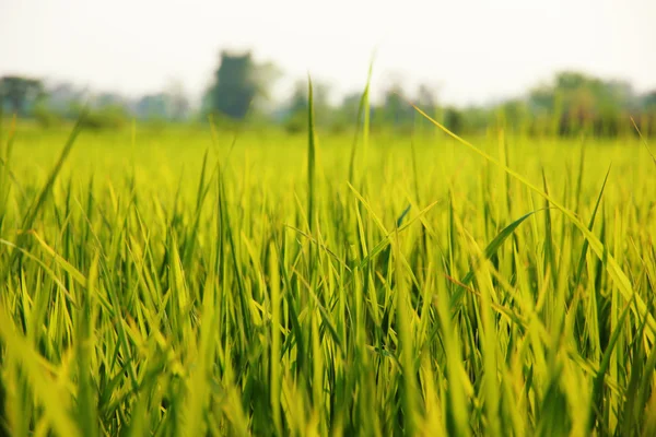 Rice leaves — Stock Photo, Image