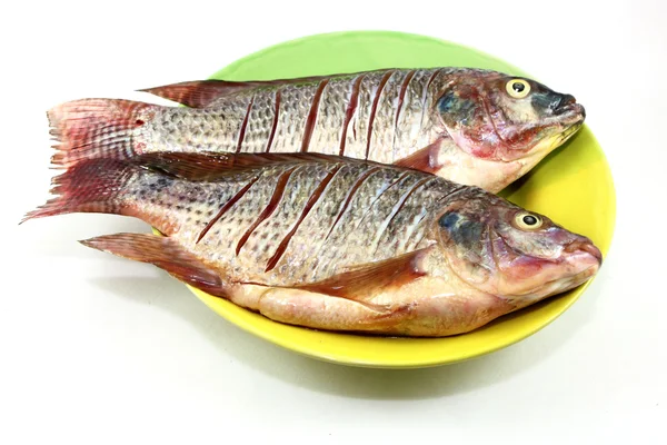 Tilapia — Foto de Stock