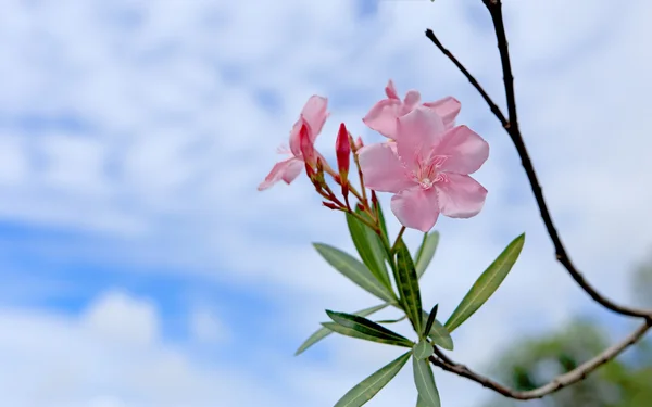 Pink flower spring — Stock Photo, Image