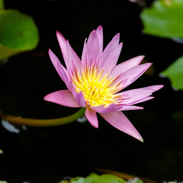 Purple lotus flower blooming — Stock Photo, Image