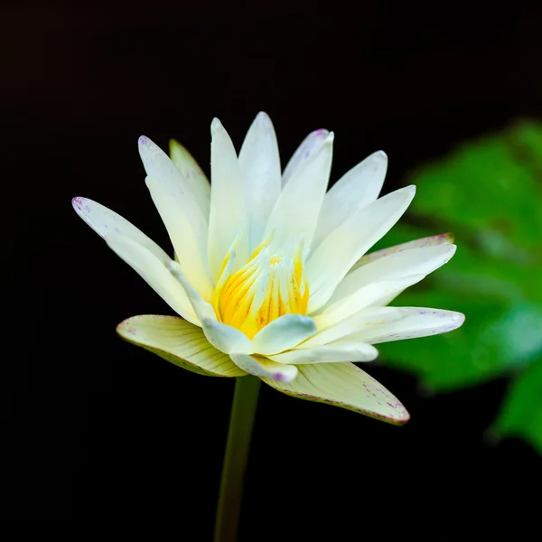 White lotus flower blooming — Stock Photo, Image