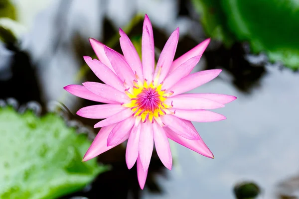 Purple lotus flower blooming — Stock Photo, Image