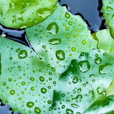 damla su lotus yaprağı üzerinde