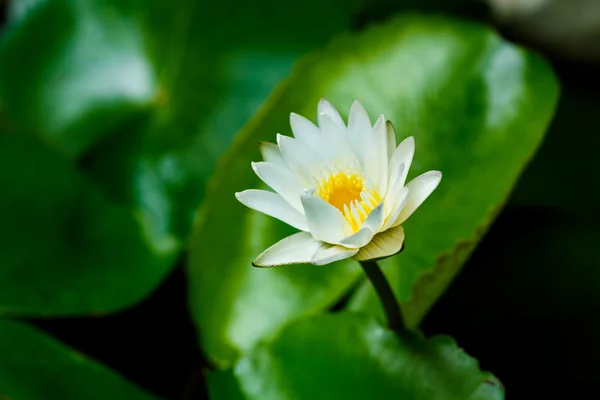 White lotus flower blooming — Stock Photo, Image
