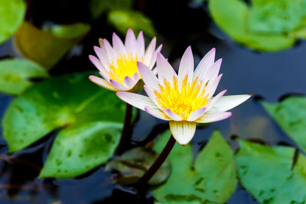 White lotus flower blooming — Stock Photo, Image