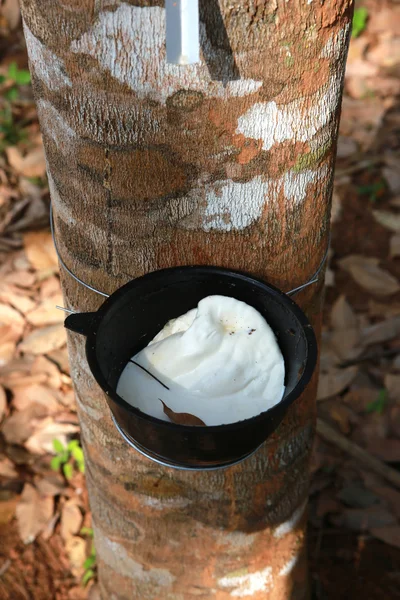 Árbol de goma —  Fotos de Stock