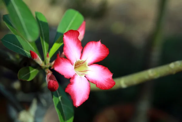 Falsa Azalea — Foto de Stock