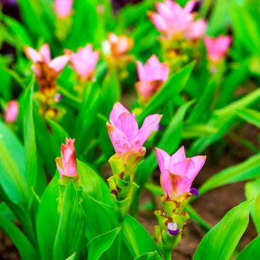 Siam Lale çiçek çiçek