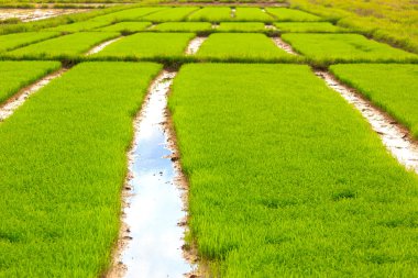 pirinç Tayland tesiste filizlenir