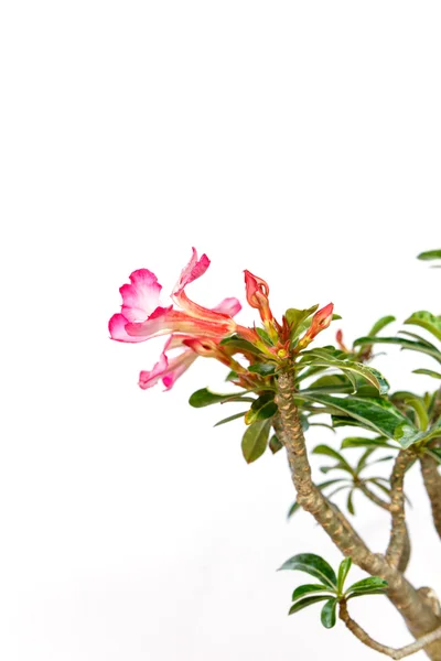 Насмешливый цветок Азалии — стоковое фото