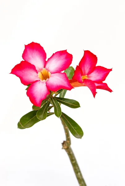 Vysmívat květ azalea — Stock fotografie