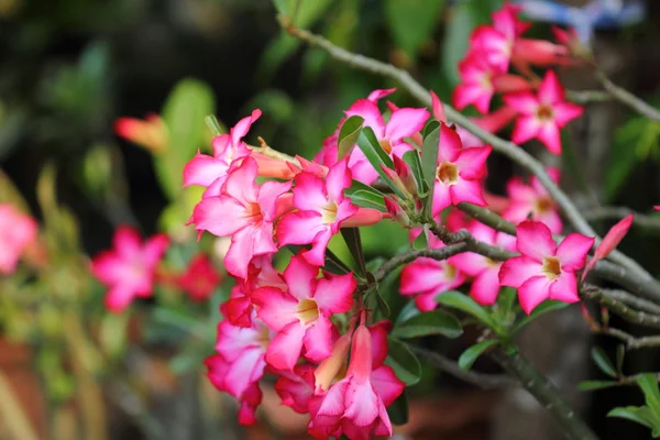 Mock Azalea Beautiful Red flowers — Stock Photo, Image