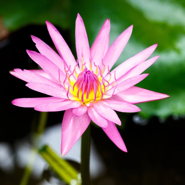 Purple lotus flower blooming — Stock Photo, Image