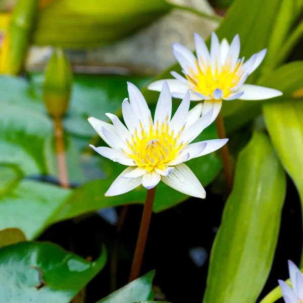 White lotus flower blooming — Stock Photo, Image