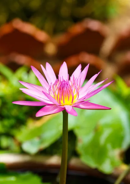 Purple lotus flower blooming — Stock Photo, Image