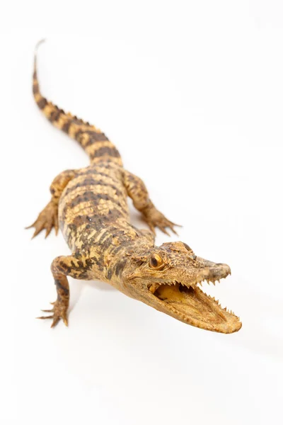 Jonge krokodil — Stockfoto
