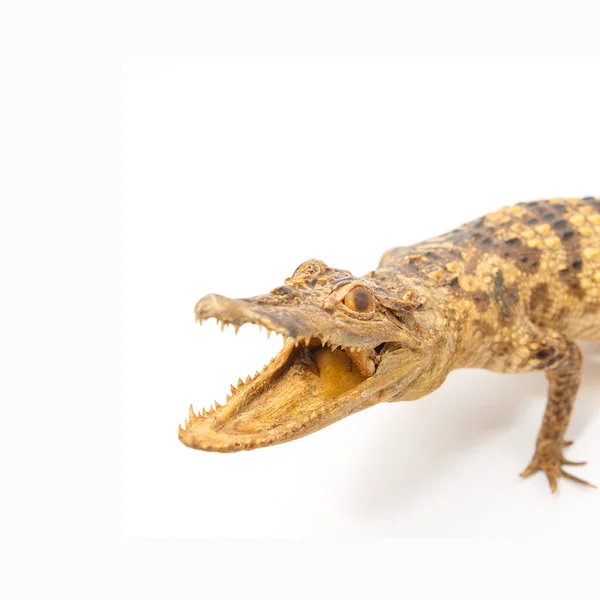 Young Crocodile — Stock Photo, Image