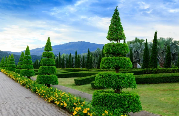 Kieferngarten — Stockfoto