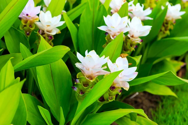 Siam tulip flowers blossom — Stock Photo, Image