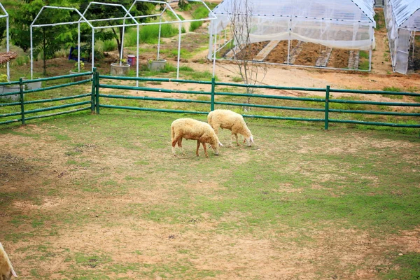 Ovelha no prado fram — Fotografia de Stock