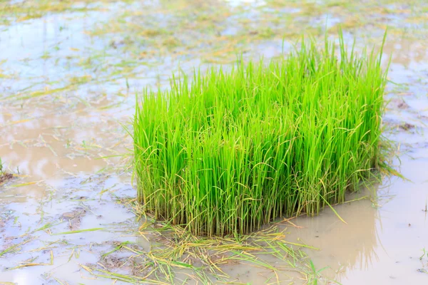 Planta de brotes de arroz en Tailandia — Foto de Stock
