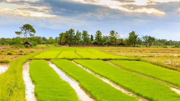 Germogli di riso impianto in Thailandia — Foto Stock
