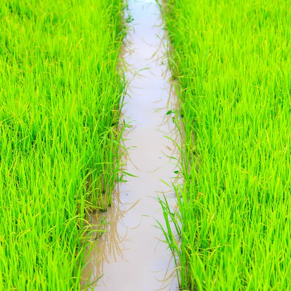 Planta de brotes de arroz en Tailandia — Foto de Stock