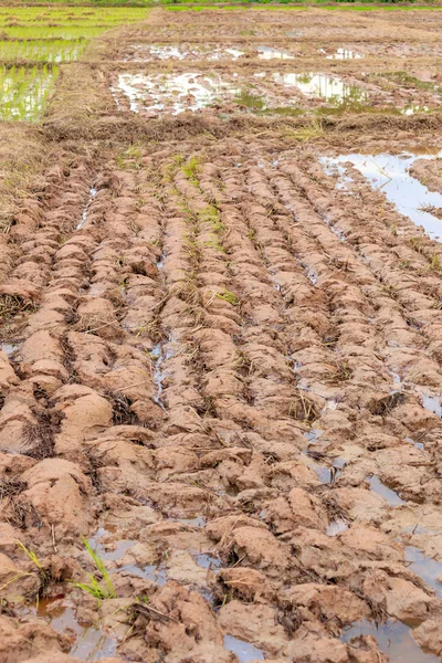 Arado preparar para planta de arroz — Fotografia de Stock