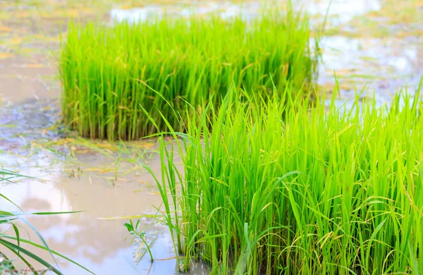 Planta de brotes de arroz en Tailandia —  Fotos de Stock