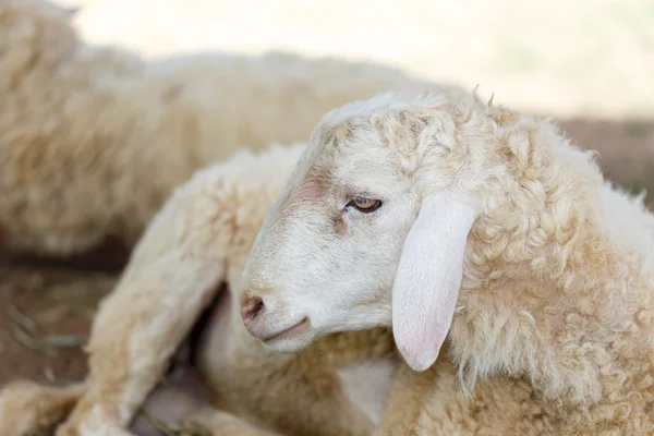 Πρόβατο στο Λιβάδι fram — Φωτογραφία Αρχείου