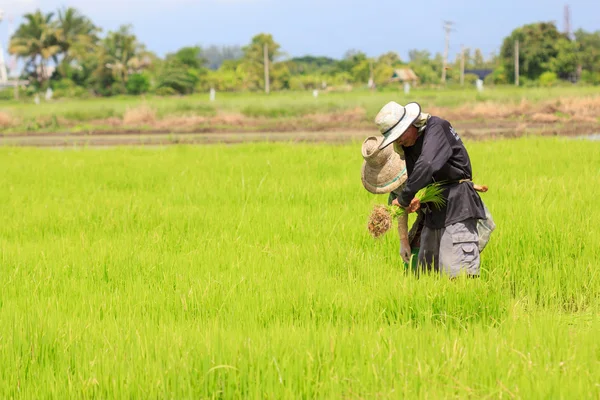 Landbouwer die rijstplant bewerkt in de boerderij van Thailand — Stockfoto