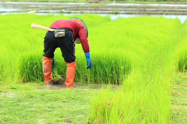 Zemědělec pracující na rýžové farmě v Thajsku — Stock fotografie