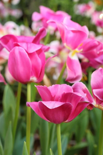 Tulips flower — Stock Photo, Image