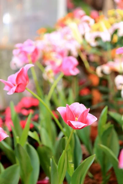 Tulips flower — Stock Photo, Image