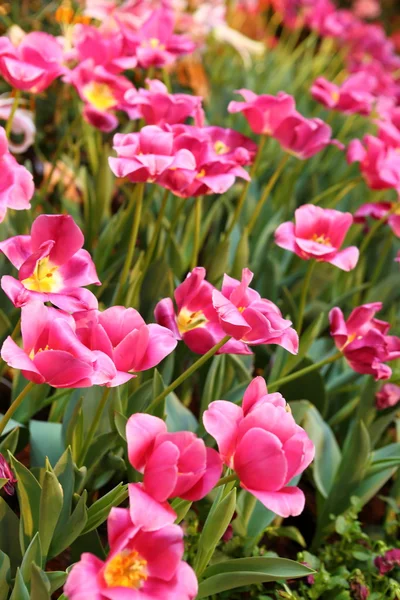 Tulips flower — Stock Photo, Image