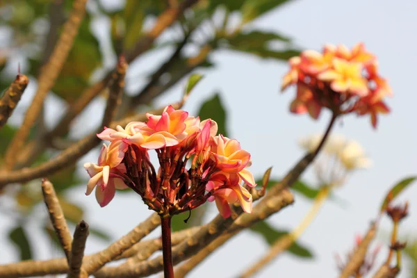 Квітка frangipani Живці квітів — стокове фото