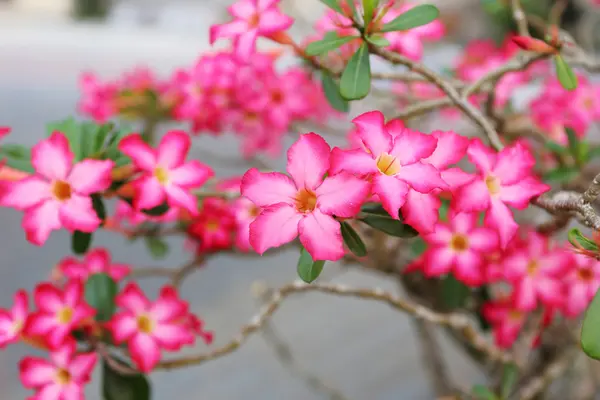 Mock Azalea Beautiful Red flowers — Stock Photo, Image