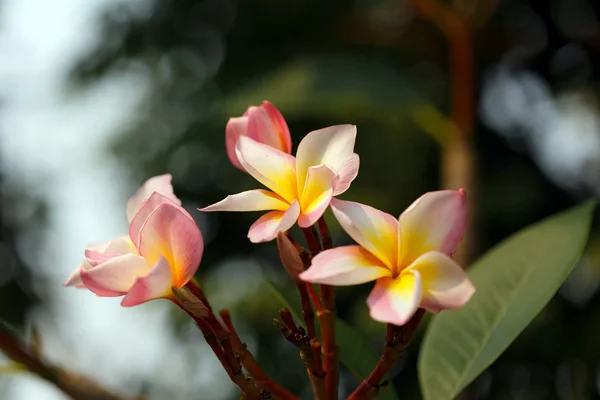 Plumeria Frangipani flor — Fotografia de Stock