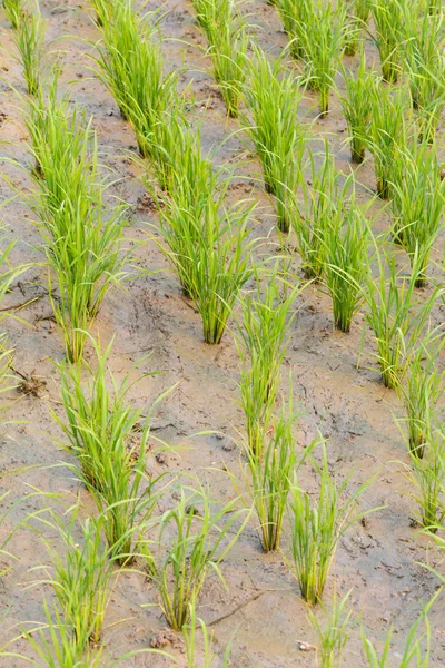 Reis aus dem grünen Feld — Stockfoto