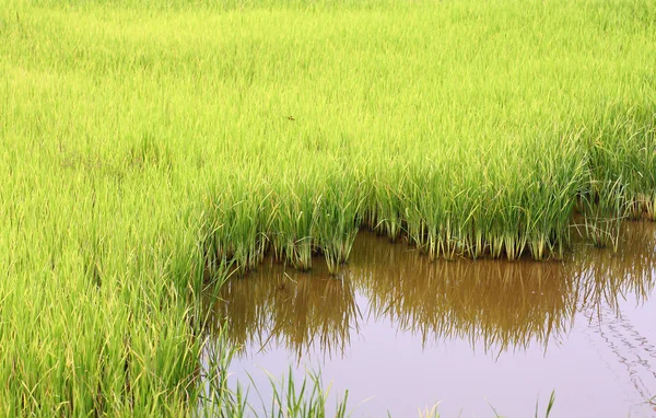 Groen veld rijst — Stockfoto