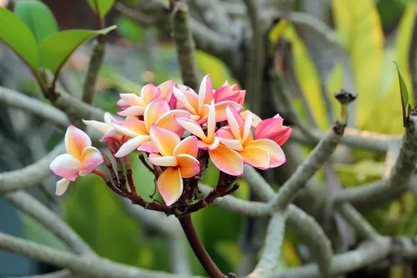 Plumeria frangipani Blume — Stockfoto