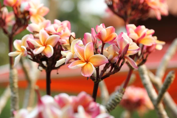 Plumeria Frangipani flor — Foto de Stock