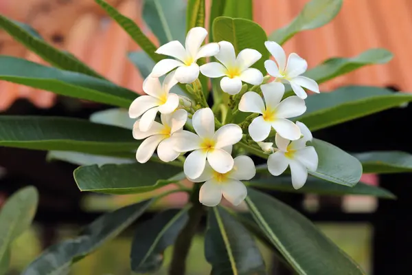 Frangipani branco — Fotografia de Stock