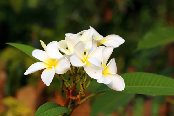 White frangipani — Stock Photo, Image