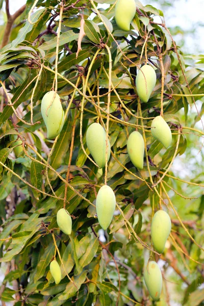 Green mango — Stock Photo, Image